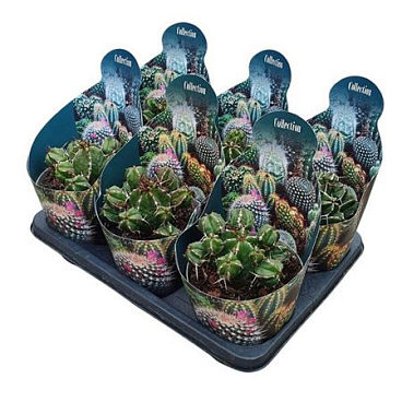 Euphorbia Globosa Potcover