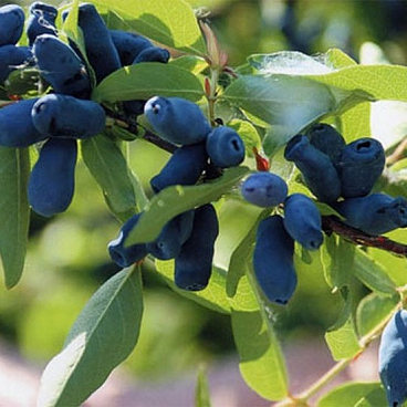 Жимолость камчатская Морена