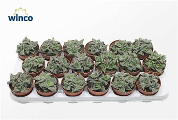 Faucaria Monstruoza (group)