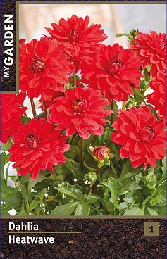 Георгина декоративная Хитвэйв