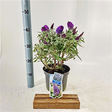 Buddleja Dav Little Lila (butterfly Candy)