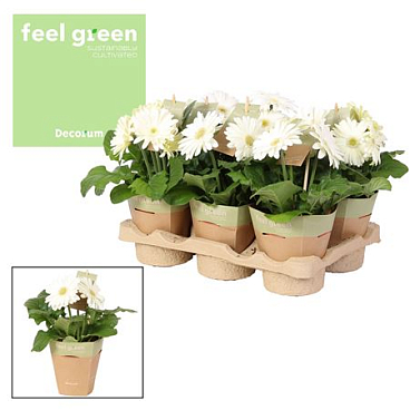 Gerbera White 2+ Feel Green (decorum)