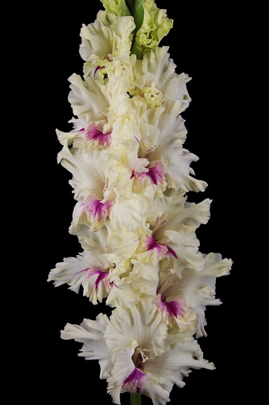 Гладиолус крупноцветковый Пионер