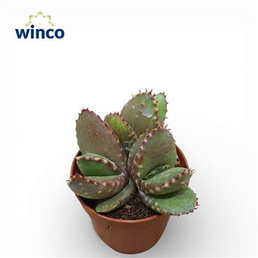 Aloe Aculeata (group)