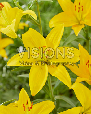 Лилия азиатская Рапид Желтая