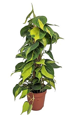 Philodendron Brasil Moss Pole