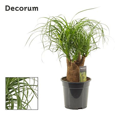 Beaucarnea Branched (dec)