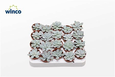 Echeveria Colorata