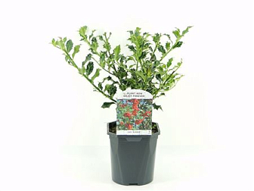 Ilex Aq Alaska