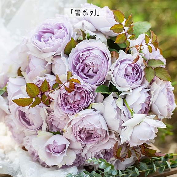 Роза парковая Фейнт Грин