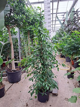 Ficus Be Exotica Piramide