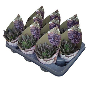 Echeveria Black Prince With Potcover