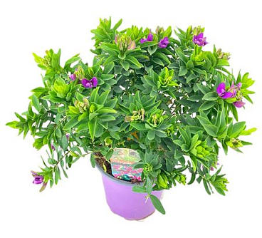 Polygala Myrtifolia