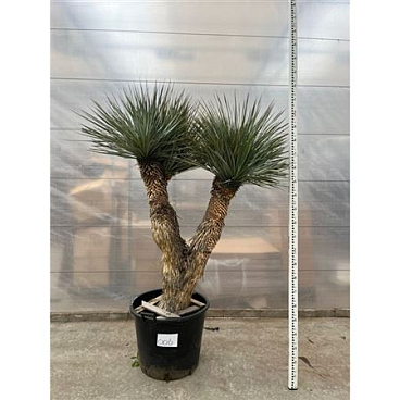Yucca Rostrata Multistem Nr. 006