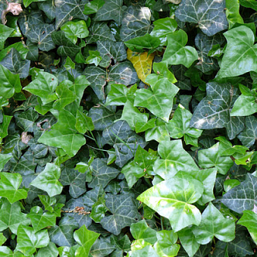 Плющ (в тубе)