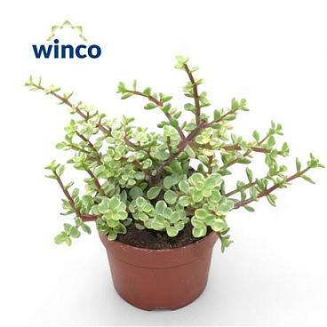 Crassula Afra Variagata