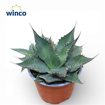 Agave Ferox