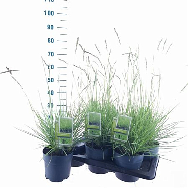 Sesleria Greenlee