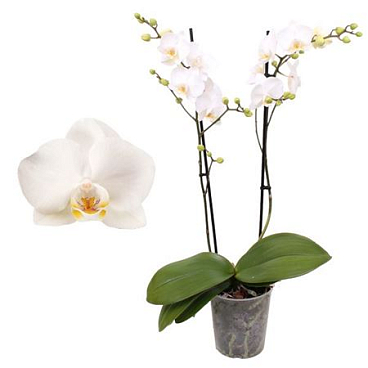 Phal Multi 2st White 30+ (pannekoek)