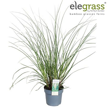 Cortaderia Sell Evita