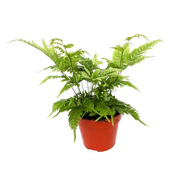 Pteris Fauriei