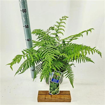 Dicksonia Antartica