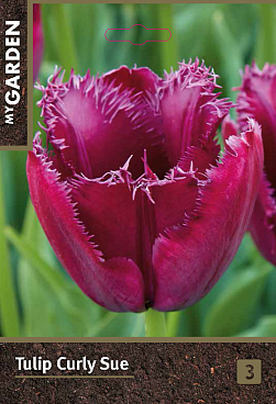 Тюльпан бахромчатый Кёрли Сью