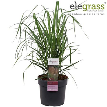 Calamagrostis Karl Foerster