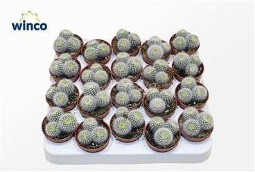Notocactus Scopa (group)