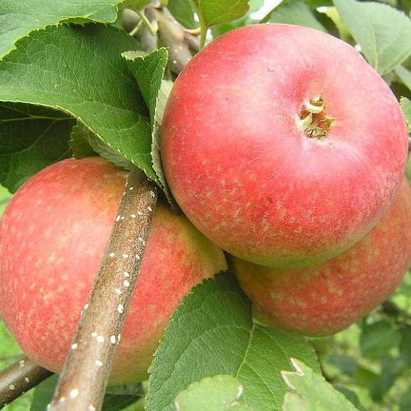 Яблоня домашняя Елена