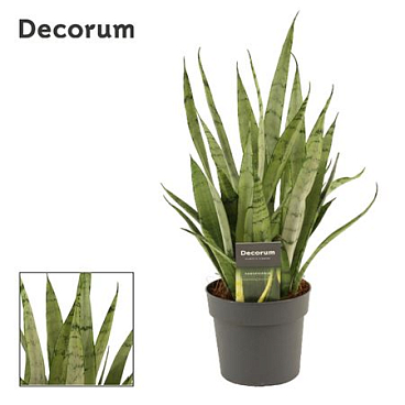 Sansevieria Silver Princess (decorum)