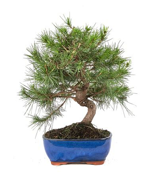Bonsai Outdoor Pinus Halepensis S-shape
