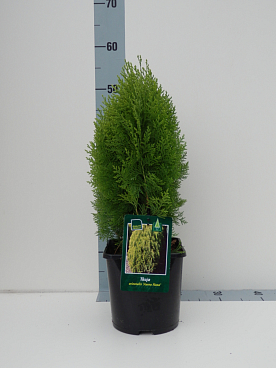 Туя западная Ауреа Нана