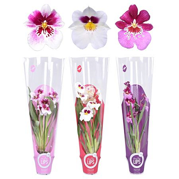 Miltonia 2st Mix Morelips Sleeve