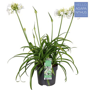 Agapanthus Ever White