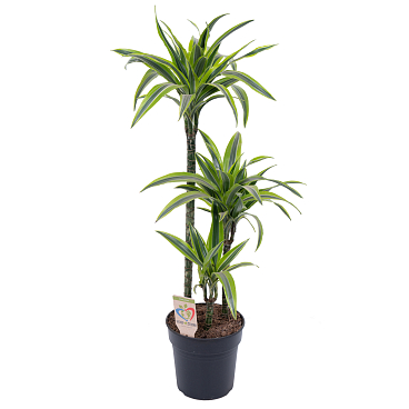 Драцена фрагранс Лемон Лайм 3 ст