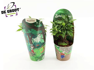 Ficus Be Sprookjesboom