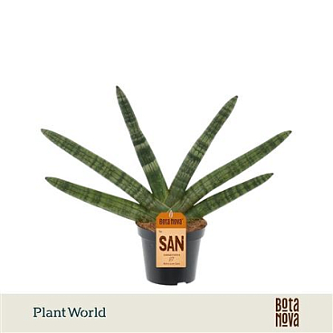 Sansevieria Twisted Stem