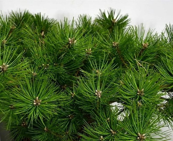 Сосна густоцветковая Джейн Клуис