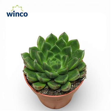 Echeveria Setosa Victor