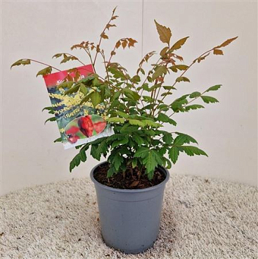 Koelreuteria Paniculata