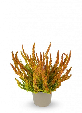 Каллуна обыкновенная Зое