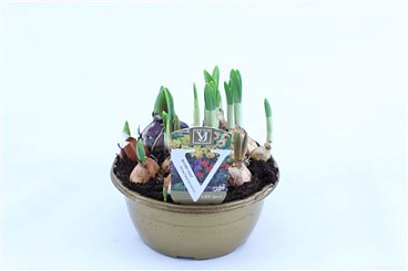 Bulb Garden