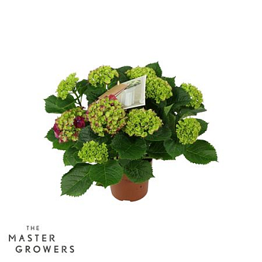 Hydrangea Ma Hi Fire Lila 9+