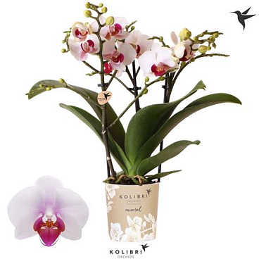 Phal 3st Gibraltar 26+ (ok)