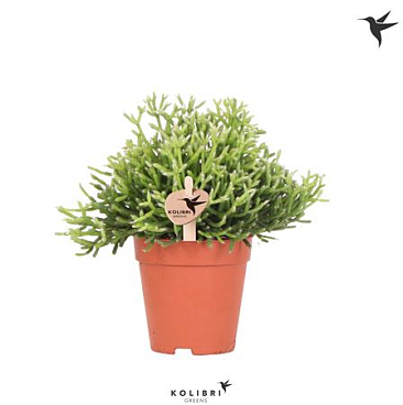 Rhipsalis Cereuscula Gold