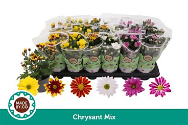 Chrys Mix