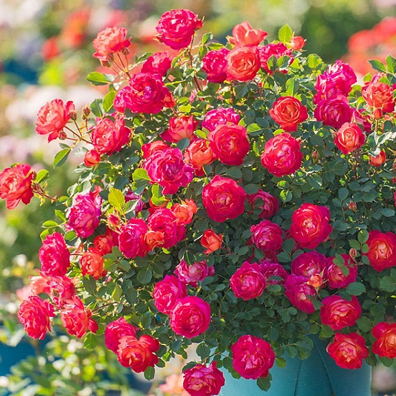 Роза флорибунда Ксизиванию