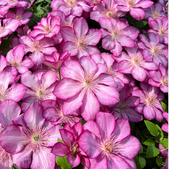 Клематис гибридный Либерти