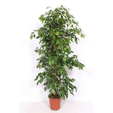 Ficus Be Exotica